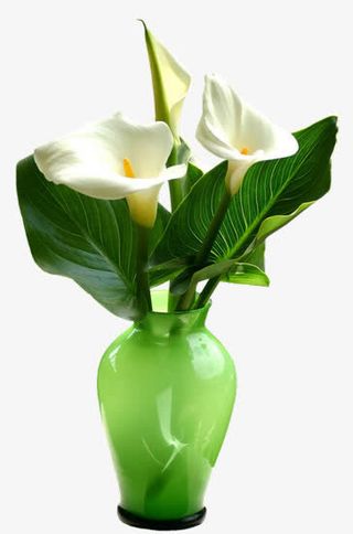 花草背景素材创意花卉图片