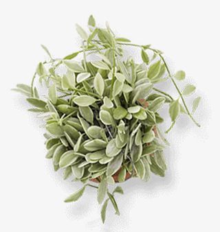 清新装饰清凉夏天盆栽免抠