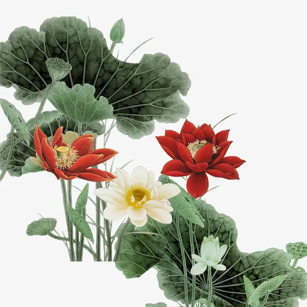 荷花免抠