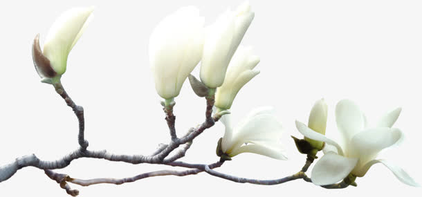 白色春日开放花朵免抠