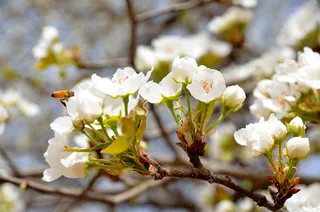 梨花盛开的季节高清