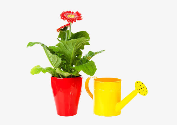 花洒盆栽免抠