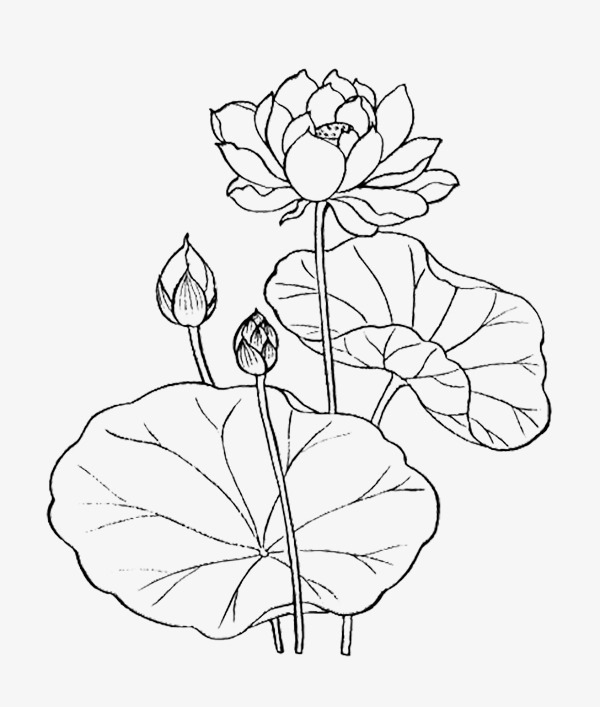 线条睡莲儿免抠