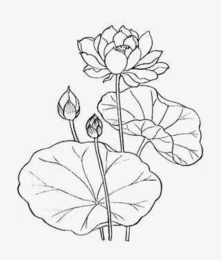 线条睡莲儿免抠