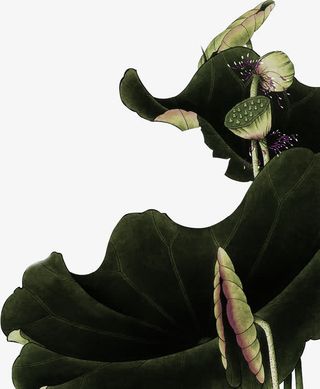 荷叶中的莲蓬中秋素材免抠