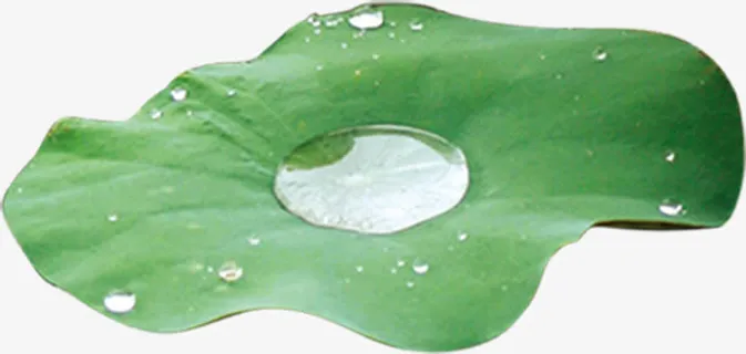 荷叶中的露珠中秋免抠