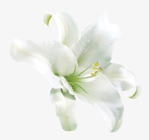 漂亮白色百合花素材图片免抠