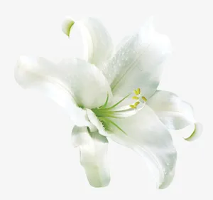 漂亮白色百合花素材图片免抠