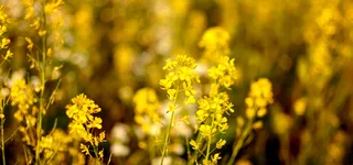 油菜花素材特写素材背景高清