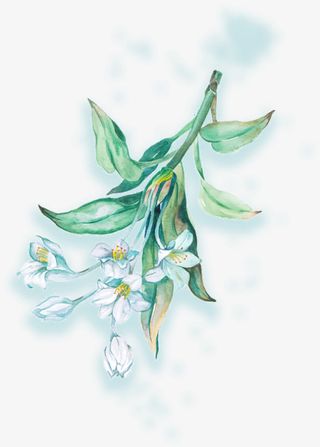 绿色水彩春季美丽花枝免抠