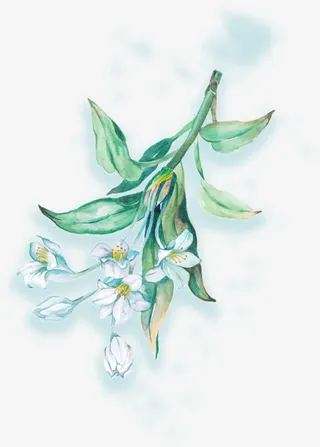 绿色水彩春季美丽花枝免抠