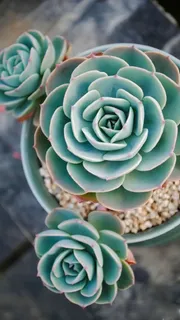 文艺清新多肉植物H5背景高清