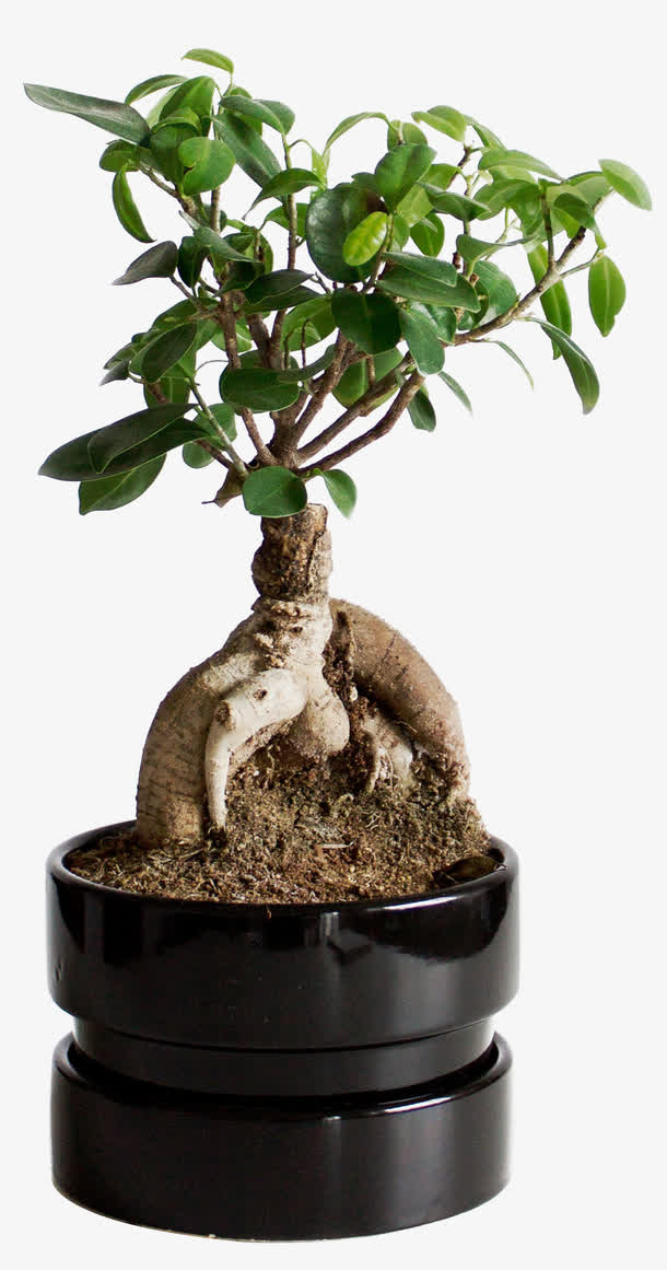 发财树盆栽免抠