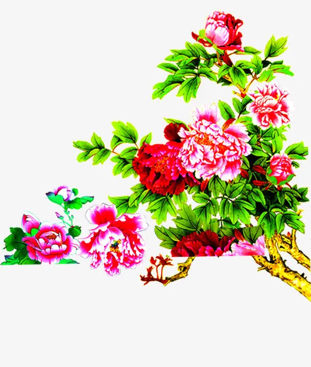 盛放的粉色牡丹花丛中秋免抠