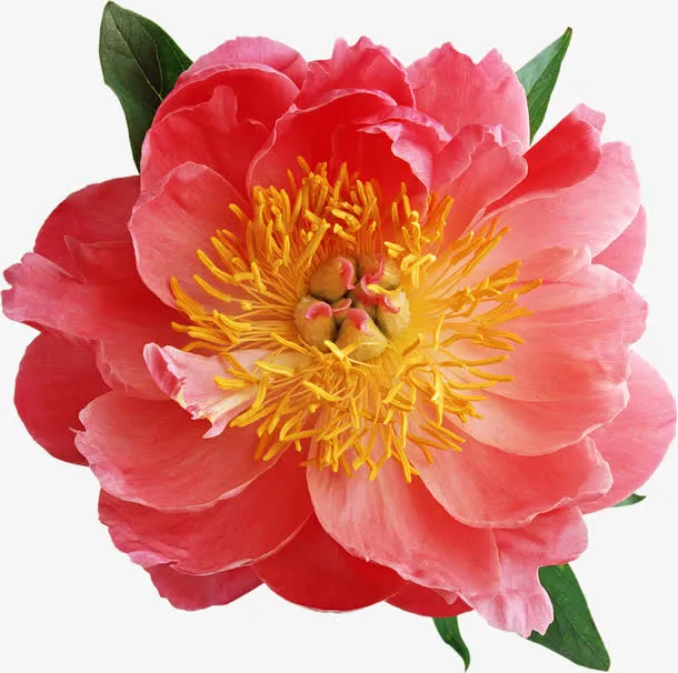 花卉图案花卉标签免抠