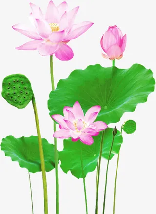 荷花荷叶盛夏免抠