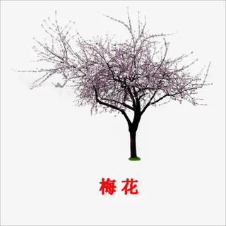 梅花免抠