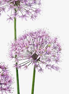 盛开的风信子免抠