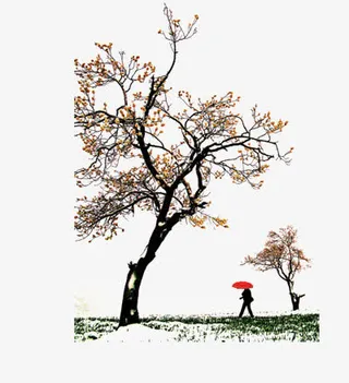 花枝漂浮花瓣气泡简洁大方树叶树免抠