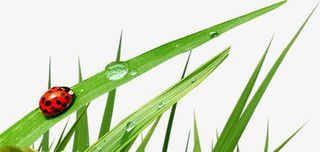 绿叶绿草七星瓢虫春天免抠