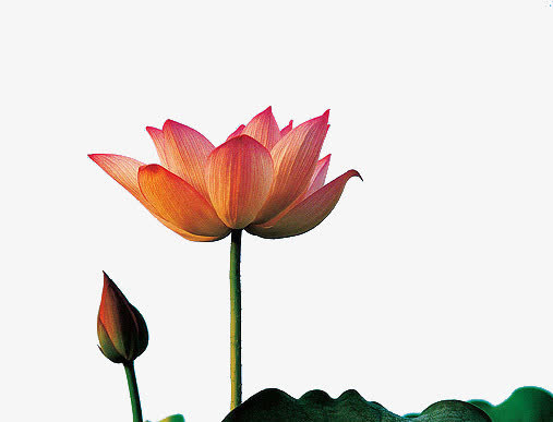 池塘里的荷花免抠