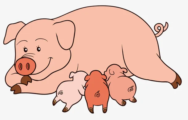 手绘小猪动画免抠