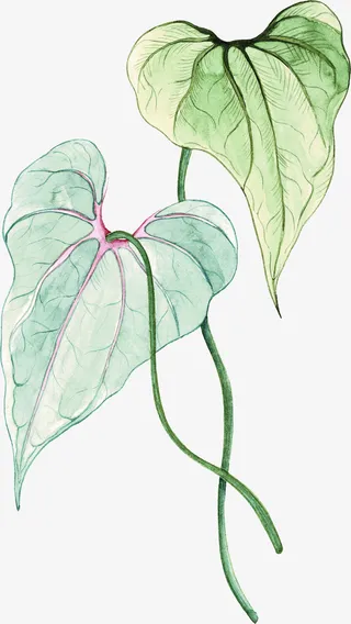 等会绿色植物叶子免抠图免抠