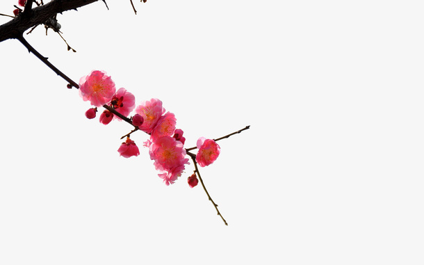 梅花免抠