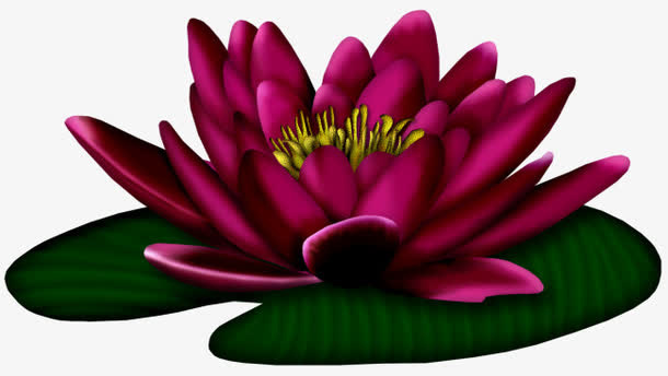 盛开的睡莲免抠