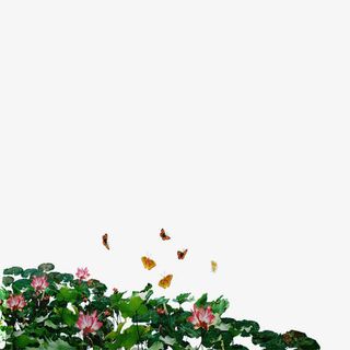 荷花免抠