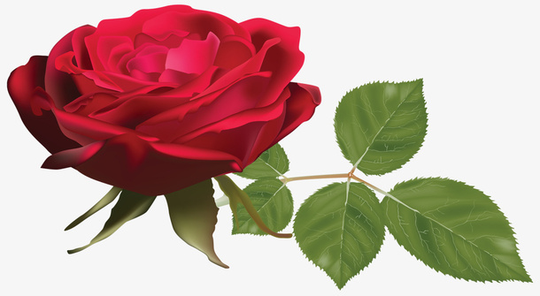 情人节的花免抠