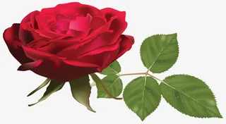 情人节的花免抠