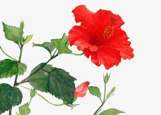 手绘红色鲜艳花朵绿叶免抠