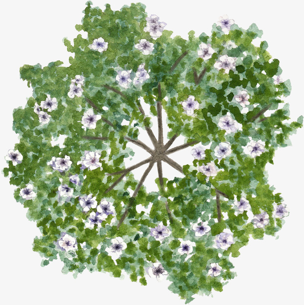 绿色树冠紫花树水彩风手绘免抠
