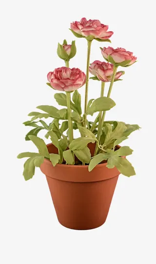 一盆粉色月季花免抠