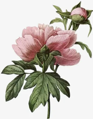 卡通花饰图片复古图片素材 一朵免抠