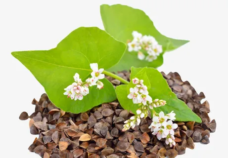 苦荞麦堆上绿叶花朵免抠