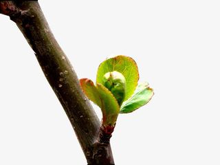 树枝发新芽免抠