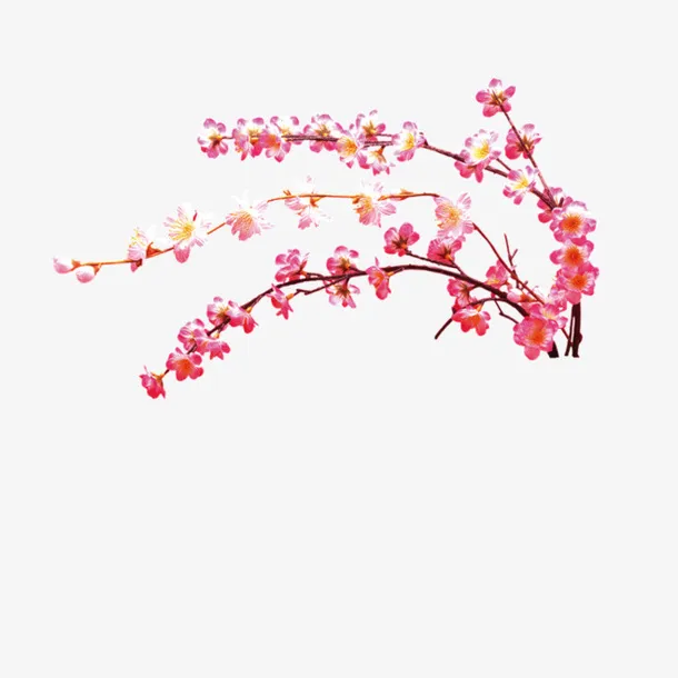 花朵免抠