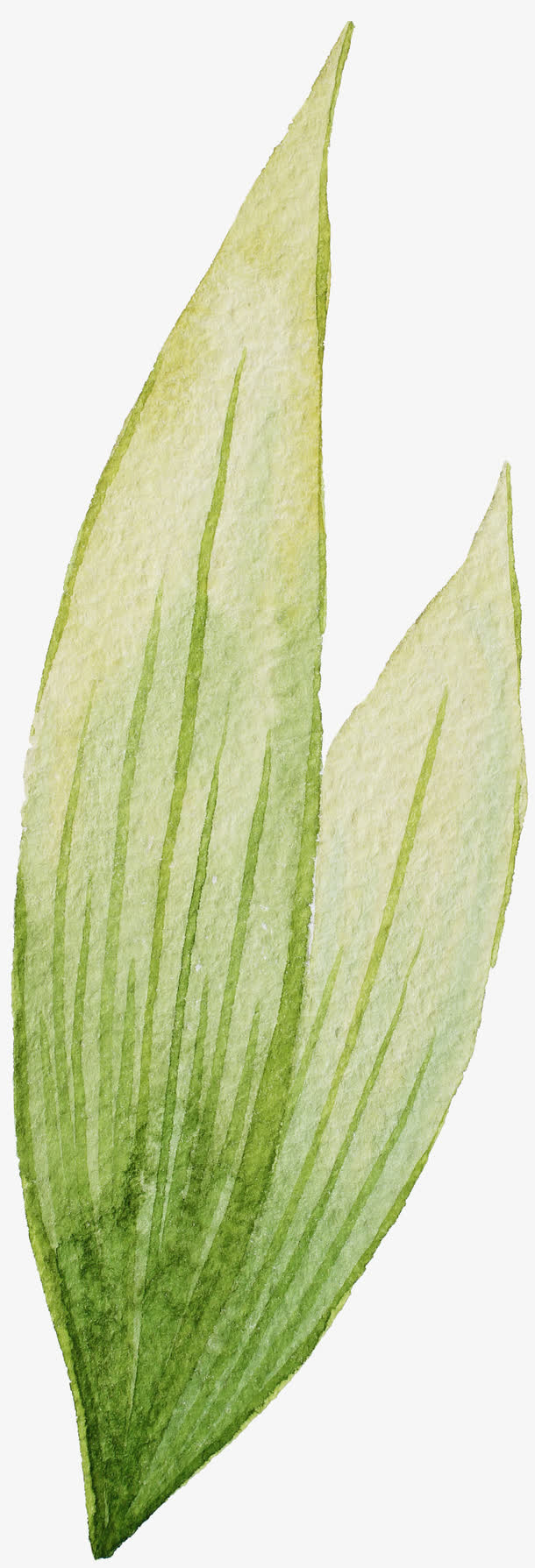 树叶免抠