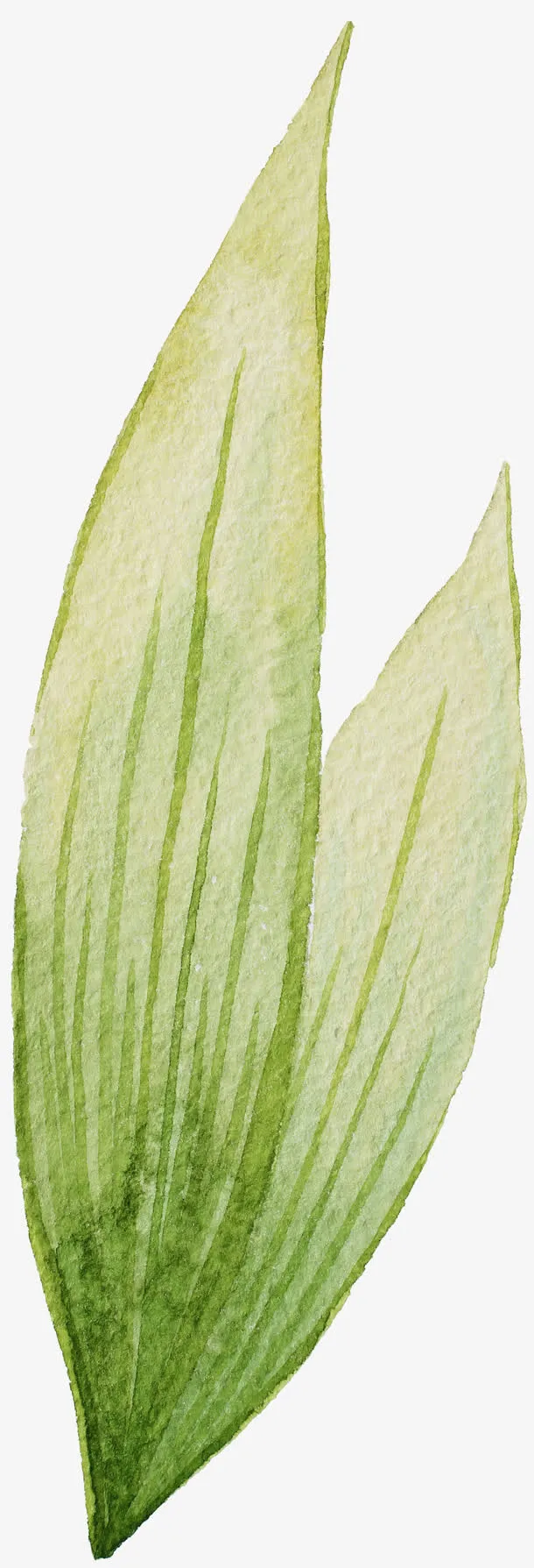 树叶免抠