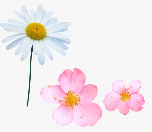 唯美鲜花免抠