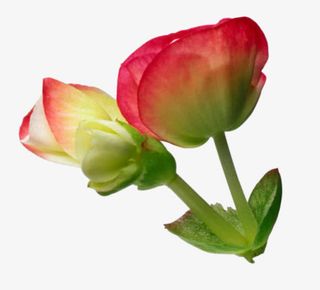 渐变红色花朵花瓣绿叶免抠