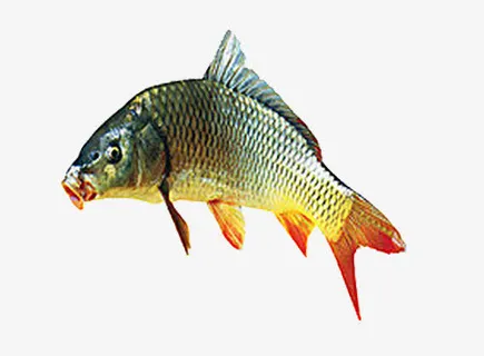 鲤鱼跃龙门免抠 鲤鱼跃龙门免抠