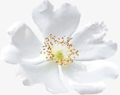 白色花瓣花蕊装饰免抠