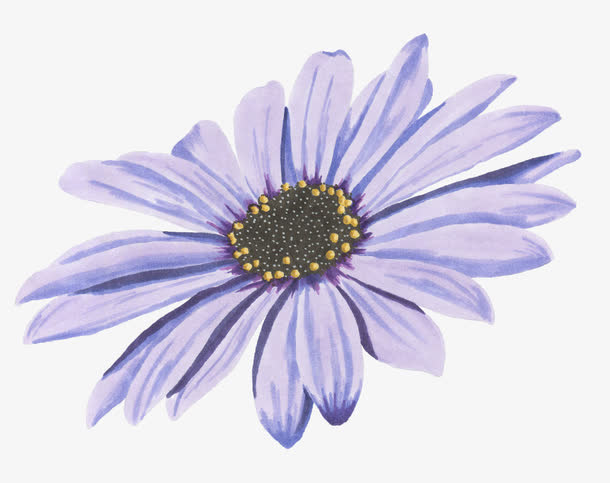 紫色菊花免抠