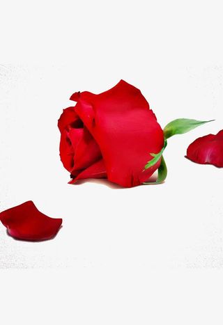玫瑰花瓣免抠