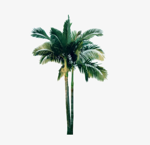 椰树免抠