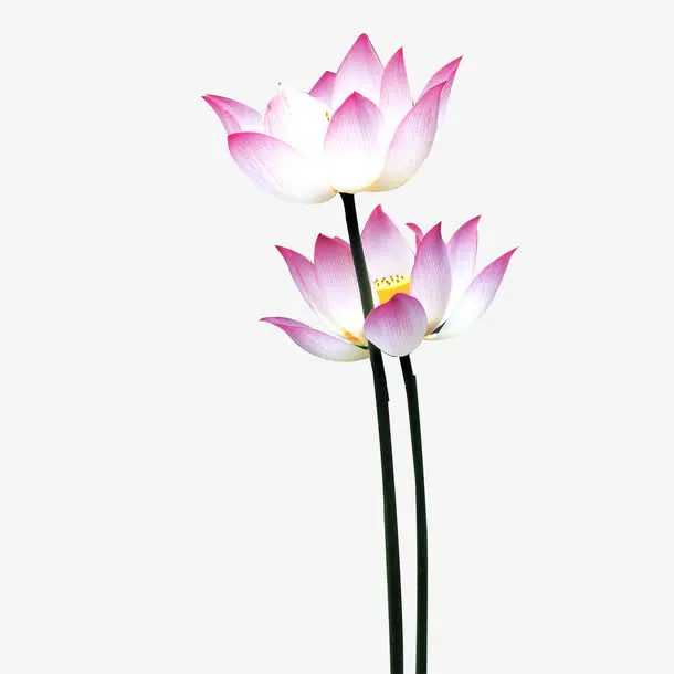荷花免抠