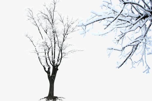 雪景树木免抠